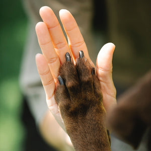Zestaw do odlewu dłoni | Pies
